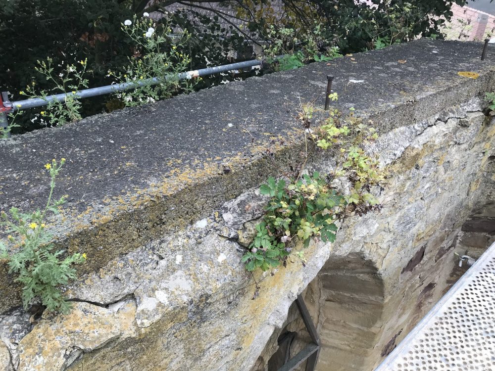 Schäden an der Mauerkrone durch Vegetation