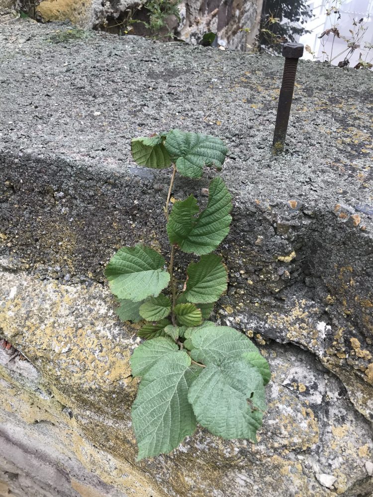 "Botanischer Garten"